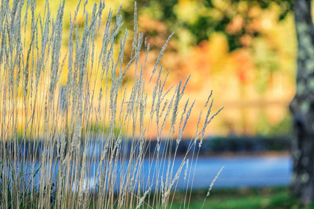 istock Tall Autumn Grass in Mahone Bay Nova Scotia 1091262440