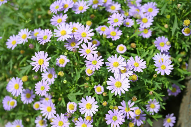 istock Colourful purple daisies in garden 1091262442