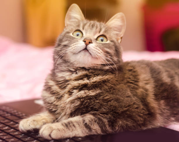 istock Beautiful gray tabby cat is lying with a laptop. Funny pet. Pink background. Selective focus. 1091269006