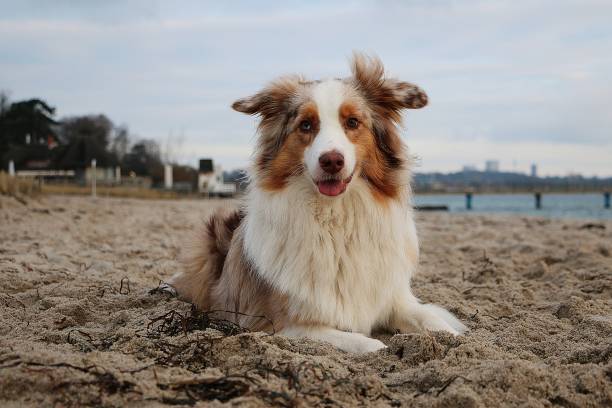 istock australian shepherd portrait at the beach 1091269456