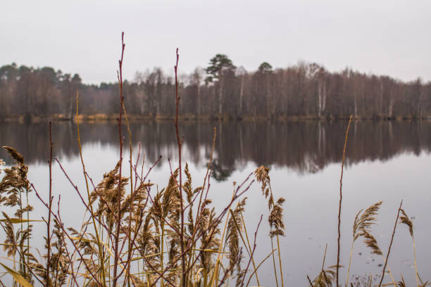 lake, water, forest, wood, russia, nature, morning, fog, background, light, season, landscape, tree, summer, reflection, park, sunlight, pond, wooded, beautiful, blue, sunrise, beauty, panorama, raifa, monastery