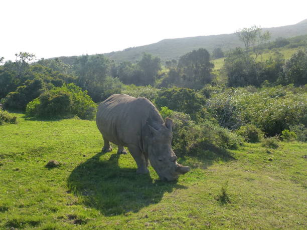 istock Rhino in Africa 1091274328