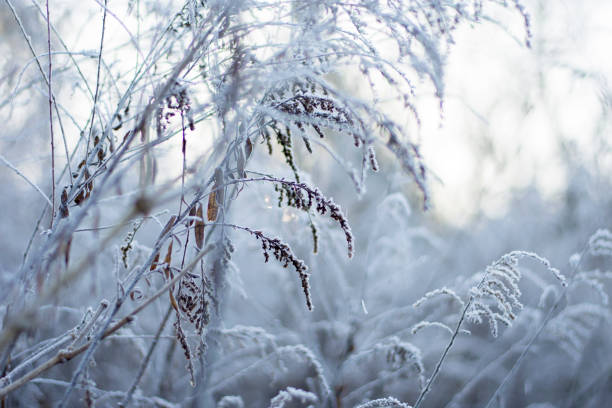 istock early morning frozen plant 1091274704