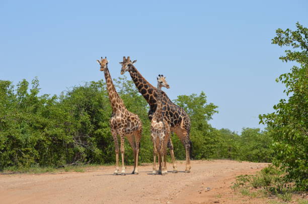 istock Giraffe Family in Africa 1091275582
