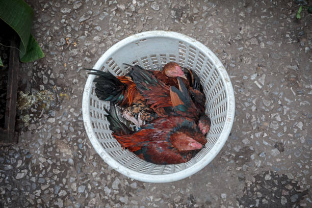 Live chicken on the morning market in a street in Luang Prabang, the former capital of Laos