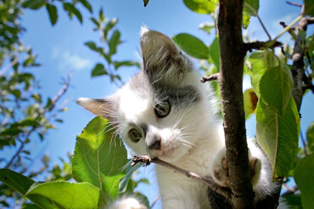 istock Small white kitten climbed up on a tree in the garden 1091279396