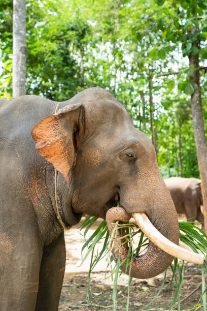 istock Elephant eat grass at the zoo 1091279928