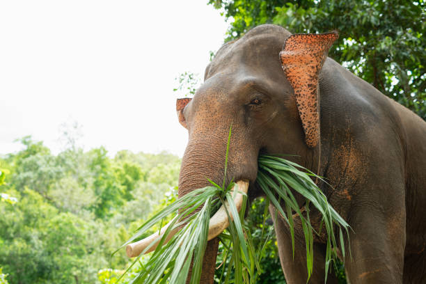 istock Elephant eat grass at the zoo 1091280046