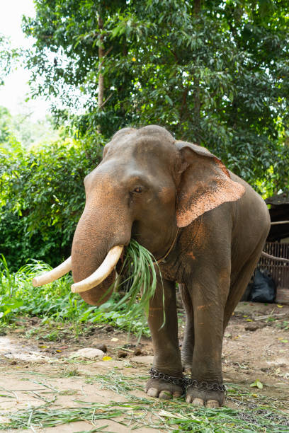 istock Elephant eat grass at the zoo 1091280216