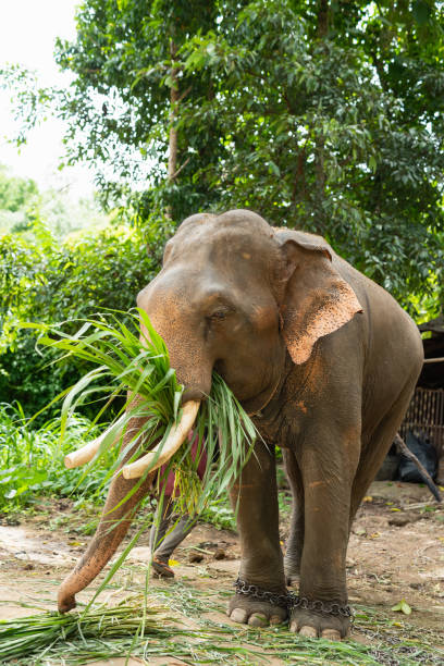 istock Elephant eat grass at the zoo 1091280254