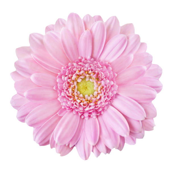Pink Gerbera isolated Pink Gerbera isolated against white background gerbera daisy stock pictures, royalty-free photos & images
