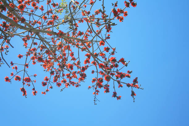 istock Top red flowers on tree background,Bombax ceiba L. 1091280976