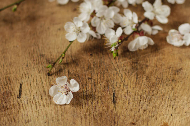 istock coffee in a cup on the table and primrose on the table (aroma). copy space. top 1091283290