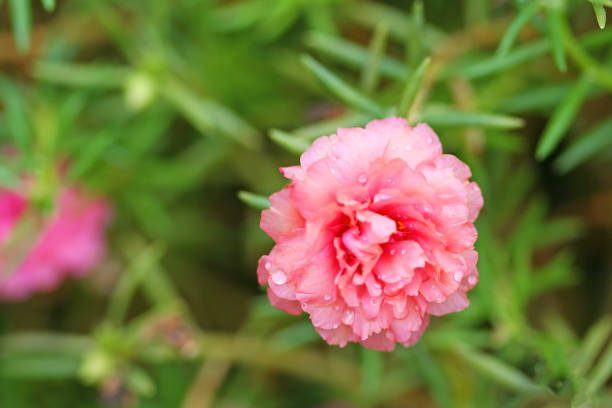 istock Pink Moss Rose blooming with  water drops ,pink flower 1091289158