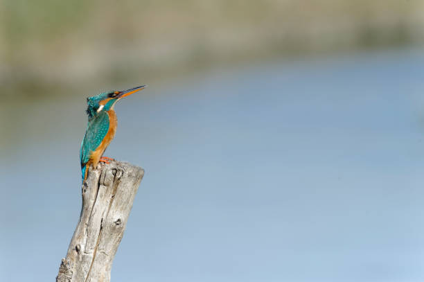 istock female Kingfisher (Alcedo atthis) 1091293618