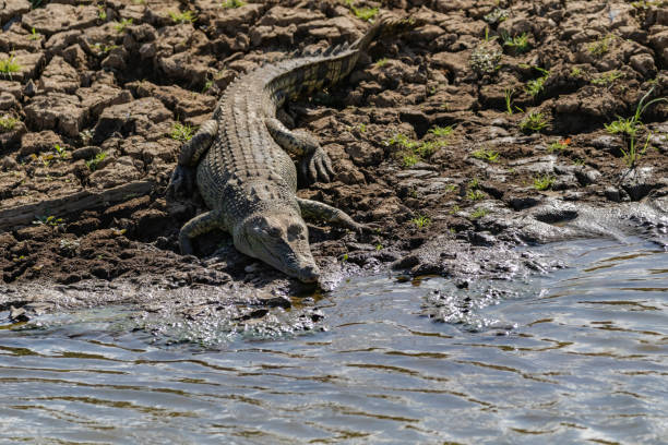 istock Crocodile in Sri Lanka 1091294374