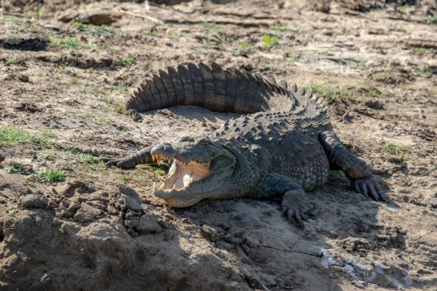 istock Crocodile in Sri Lanka 1091294396