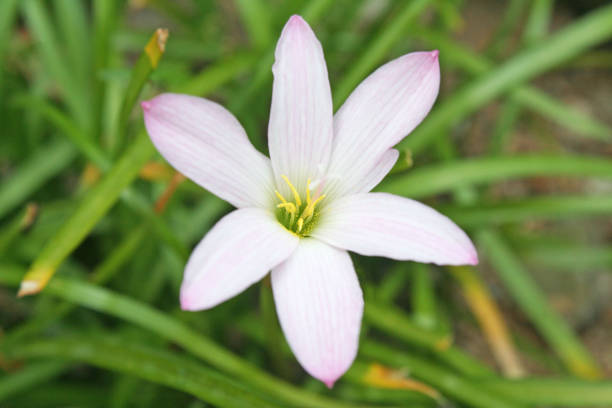 istock White with purple edge rain lily 1091295962