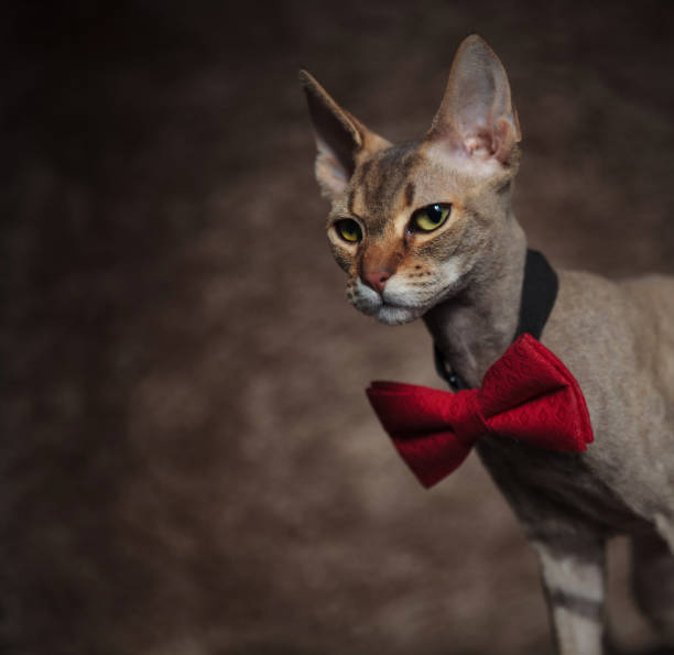 istock close up of elegant sphync cat looking down to side 1091297872