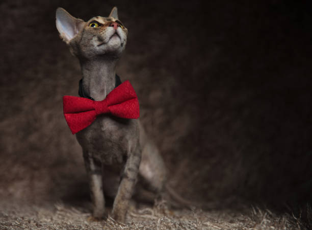 istock adorable gentleman metis cat looks up to side while sitting 1091297888