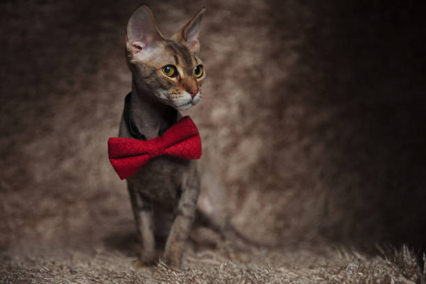 istock seated gentleman metis cat looks to side 1091297956