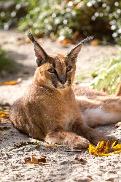 istock Caracal, a portrait 1091297974