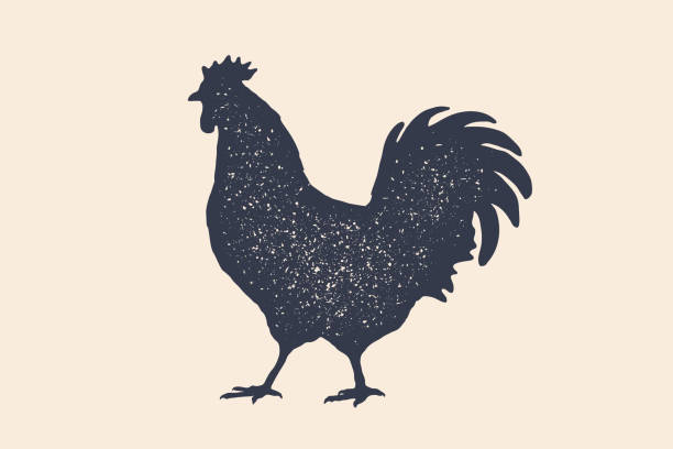 illustrations, cliparts, dessins animés et icônes de coq, poulet, poule, volaille, silhouette. logo vintage, rétro impression, affiche - coquelet