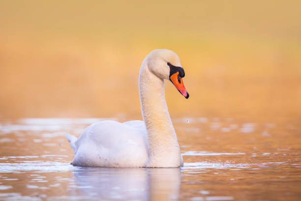 istock Mute swan, Cygnus olor swimming, soft backgrround 1091301324