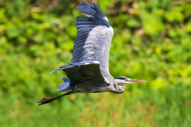istock Great blue heron Ardea herodias flying, green surroundings 1091301370