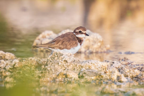 istock Common Ringed Plover Charadrius hiaticula waterfowl bird foraging in between rocks on wetlands 1091301382