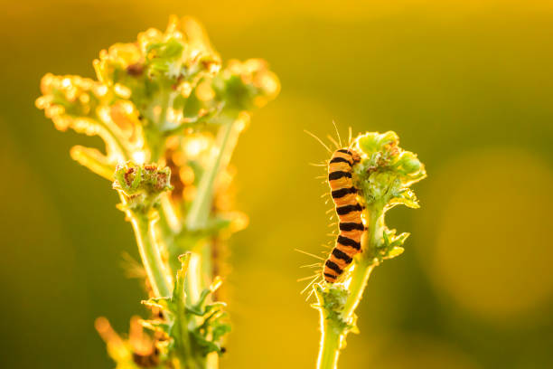 Cinnabar caterpillars are larvea of the cinnabar moth (Tyria jacobaeae). Here found feeding on the yellow flowered ragwort (Jacobaea vulgaris) during sunset.