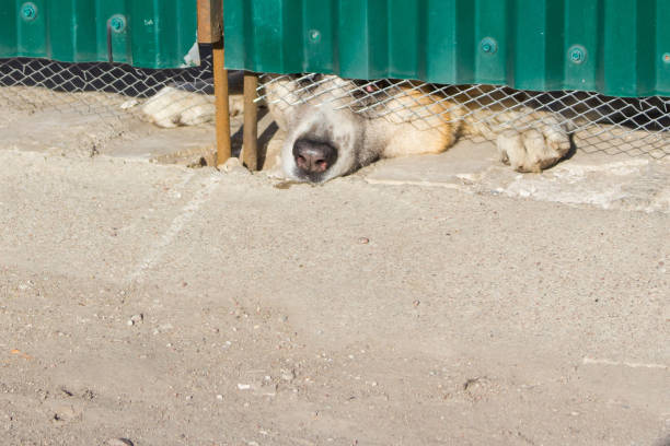 dog looks sad from under the fence