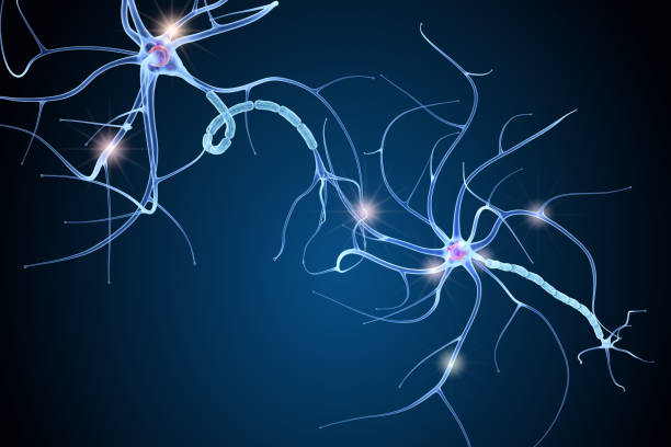 Nerve cell anatomy in details. 3D illustration