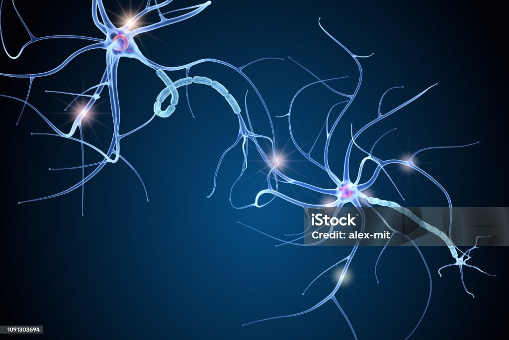 Nerve cell anatomy in details. 3D illustration Medulla Stock Photo