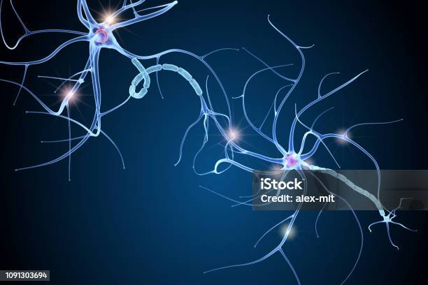 Nerve Cell Anatomy In Details 3d Illustration Stock Photo - Download Image Now - Medulla, Nerve Cell, Human Nervous System