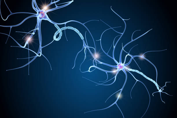 анатомия нервных клеток в деталях. 3d иллюстрация - medulla стоковые фото и изображения