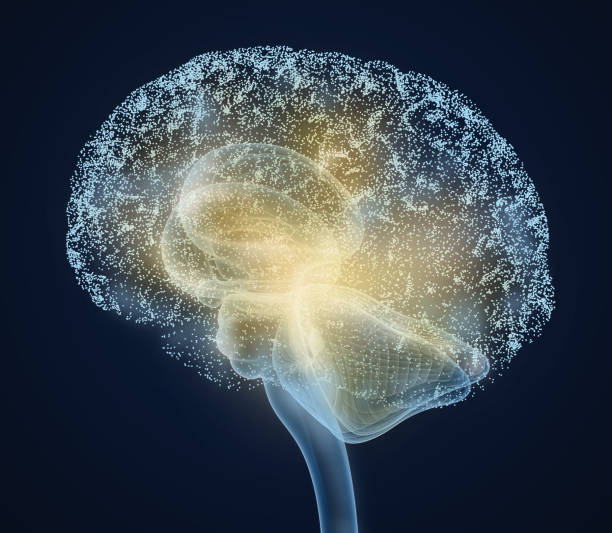 exploración de rayos x del cerebro humano, médicamente exacta ilustración 3d - brain human spine brain stem cerebellum fotografías e imágenes de stock