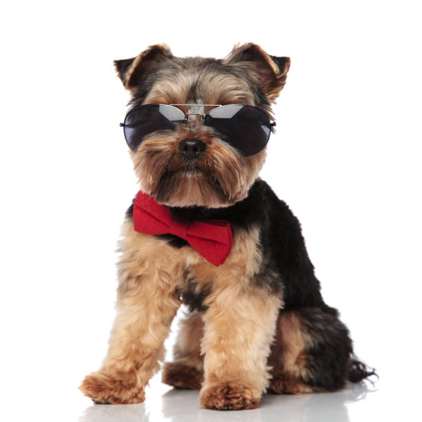 stylish yorkshire terrier wearing sunglasses sitting