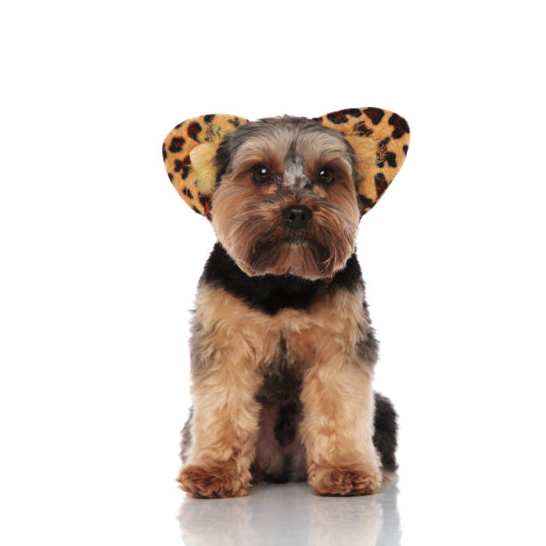 istock cute yorkshire terrier wearing animal print headband 1091303946