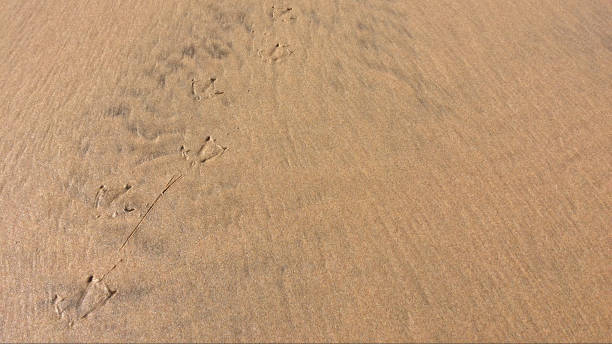 istock bird footprints in the sand, footprints on the beach 1091304002