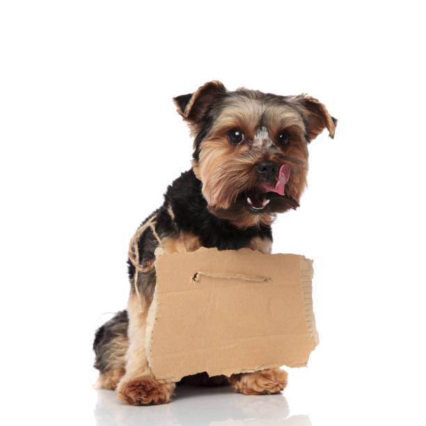 hungry yorkshire terrier with empty billboard looks to side