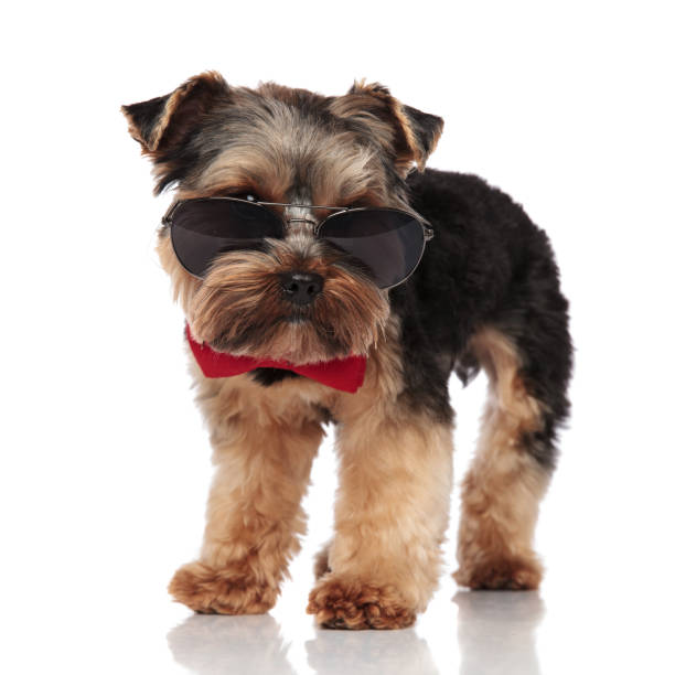 istock classy yorkshire terrier wearing sunglasses looks down to side 1091304288