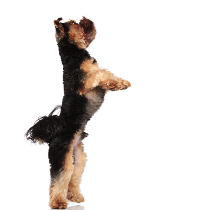 side view of playful yorkie standing on back paws on white background