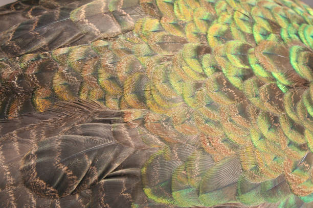 istock Texture beautiful feathers of Peacock 1091306124