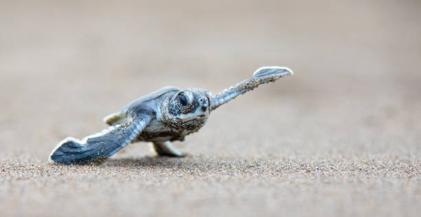 cucciolo di tartaruga marina verde che si imbatte attraverso la spiaggia verso il mare. parco nazionale di tortuguero, costa rica - turtle young animal beach sand foto e immagini stock