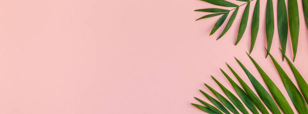 istock Creative pink background with tropical palm leaves 1091306424