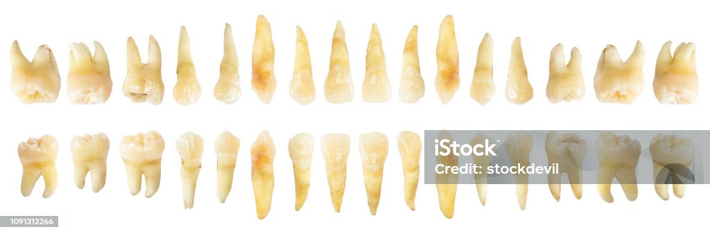 Tooth Diagram Real Teeth Chart Front Horizontal View Isolated White