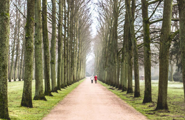 istock beautiful park avenue in winter 1091314698