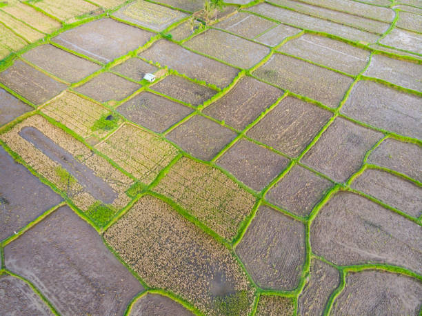 istock Wet Rice Paddy Fields in various stages of growth 1091315610
