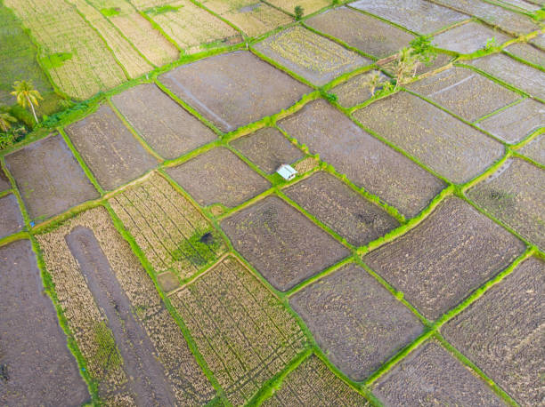 istock Wet Rice Paddy Fields in various stages of growth 1091315640